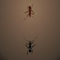 The Ant Arena - Gioco Arcade 